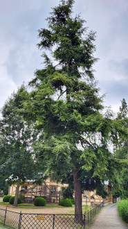 Tsuga canadensis - Castle Garden, Archbishop's Castle Kroměříž (8/2024)