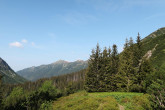 Picea abies (Norway spruce) - Temnosmrečinská dolina, High Tatras, 1,540 m above sea level. (6/2023)_02