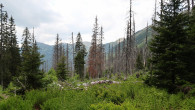 Picea abies (common spruce) - High Tatras