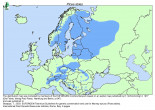 Picea abies (Norway spruce)