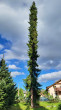 Picea omorica