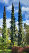 Picea omorica (spruce Omorika - Omorika) - a decorative tree with a slender growth (Hrádok Arboretum)