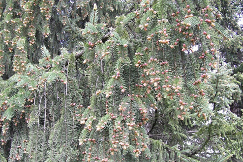 Picea Engelmannii (Engelmann spruce)