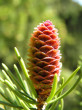 Picea Engelmannii (Engelmann spruce) - ♀ cones