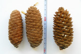 Picea Engelmannii (Engelmann spruce) - cone