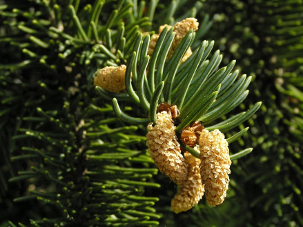 Picea Engelmannii (Engelmann spruce)