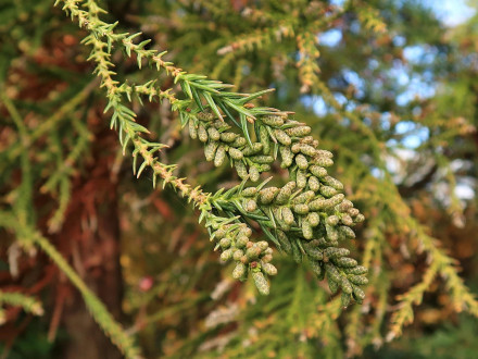 Cryptomeria japonica (Japanese cryptomeria) - ♂ cones (they are established already in autumn)