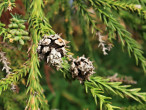 Cryptomeria japonica (Japanese cryptomeria) - a cone