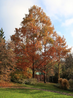 Metasequoia glyptostroboides (Chinese metasequoia, Chinese redwood) - Botanical Garden Prague (10/2024)