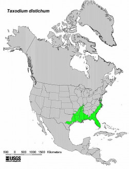 Taxodium distichum (Baldcypress, Double row yew) - Distribution