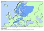 Picea abies (Norway spruce) - Extension