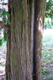 Taxus baccata - the bark