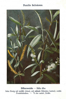 Salix alba (White willow) - Unsere Waldbäume, Sträucher und Zwergholzgewächse. Heidelberg, Carl Winter`s Universitätsbuchhandlung