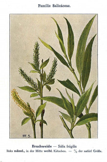 Salix fragilis (Brittle willow) - Unsere Waldbäume, Sträucher und Zwergholzgewächse. Heidelberg, Carl Winter`s Universitätsbuchhandlung