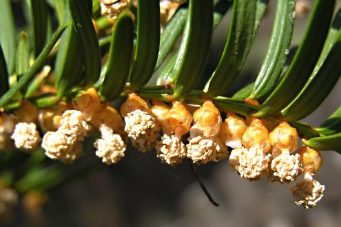 Taxus baccata - ♂  in short ovoid cones