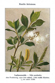 Salix pentadra (Five-stemmed willow) - Unsere Waldbäume, Sträucher und Zwergholzgewächse. Heidelberg, Carl Winter`s Universitätsbuchhandlung