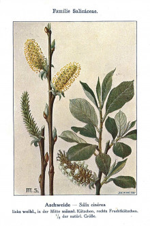 Salix cinerea (Ash willow) - Unsere Waldbäume, Sträucher und Zwergholzgewächse. Heidelberg, Carl Winter`s Universitätsbuchhandlung