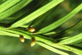 Taxus baccata - ♀  the cones are similar to slender buds