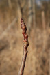 Populus tremula (Aspen poplar)