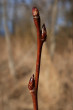 Populus tremula (Aspen poplar)