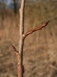 Populus tremula (Aspen poplar)