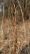 Populus tremula (Aspen poplar)