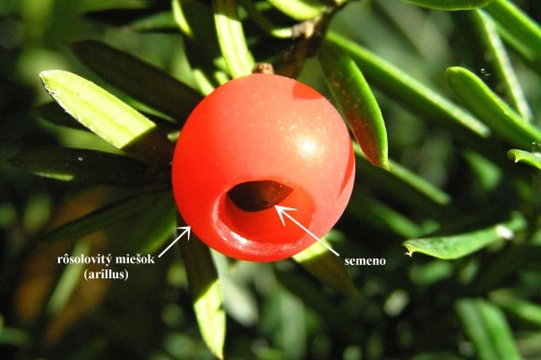 Taxus baccata - it is wrapped in a goblet-shaped jelly-like crimson red (also yellow) scrotum (arillus) – edible