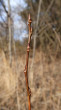 Populus tremula (Aspen poplar)