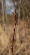 Populus tremula (Aspen poplar)