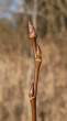 Populus tremula (Aspen poplar)