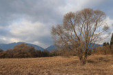 Salix fragilis (Brittle willow)