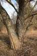 Salix fragilis (Brittle willow) - coarsely netlike cracked bork