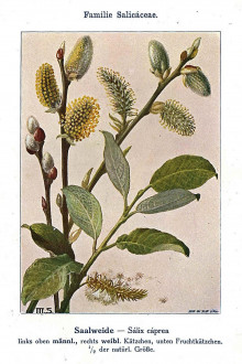 Salix caprea (Sea buckthorn willow) - Unsere Waldbäume, Sträucher und Zwergholzgewächse. Heidelberg, Carl Winter`s Universitätsbuchhandlung