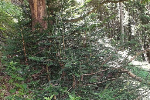 Taxus baccata - characterized by high stump growth