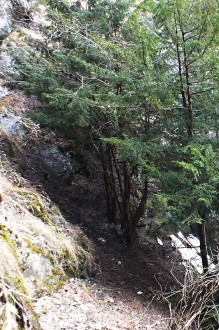 Taxus baccata - Suchá dolina, Western Tatras, Slovakia