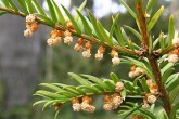 Taxus baccata - ♂  in short ovoid cones