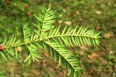 Taxus baccata - yellow-green from the bottom, matte