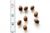 Taxus baccata - seed 6 - 8 x 5 mm in size, oval, gently pressed with 2 - 4 edges, dark brown, has a firm seed