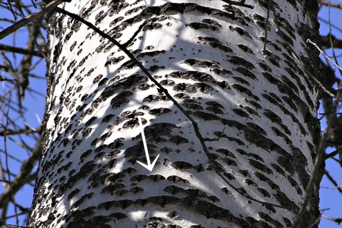 Populus alba (White poplar) - rhombic lenticels in the middle part of the trunk