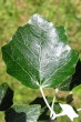 Populus alba (White poplar) - upper side (on brachyblast)