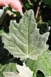 Populus alba (White poplar) - upper side (young leaf)