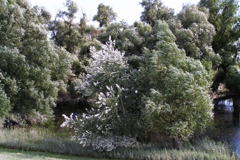 Populus alba (White poplar) - flooded floodplain forest - typical habitat of white poplar