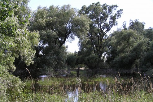 Populus alba (White poplar) - flooded floodplain forest - typical habitat of white poplar