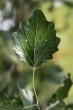 Populus alba (White poplar) - top side