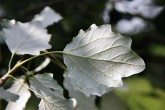 Populus alba (White poplar) - underside