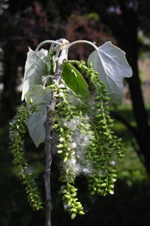 Populus alba (White poplar) - pods