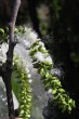 Populus alba (White poplar) - bursting capsules releasing fluffy achenes