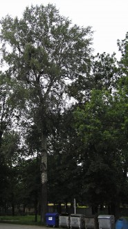 Populus alba (White poplar) - in a small park in the center of Liptovský Mikuláš)