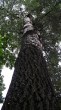 Populus alba (White poplar) - lower and middle part of the trunk