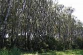 Populus alba (White poplar) - floodplain ecotype of white poplar in floodplain forest environment